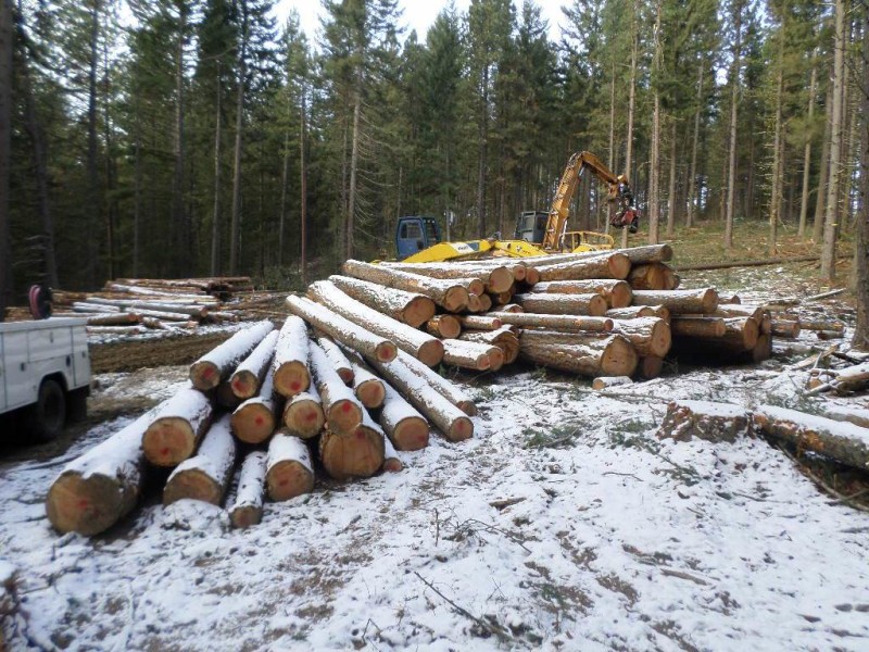 Rosalyn Timber Harvest 3