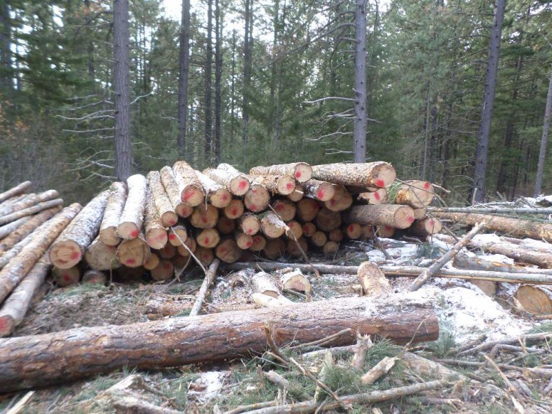 Rosalyn Timber Harvest 4