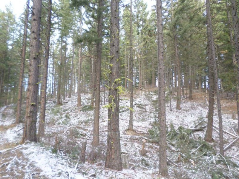 Rosalyn Timber Harvest 2