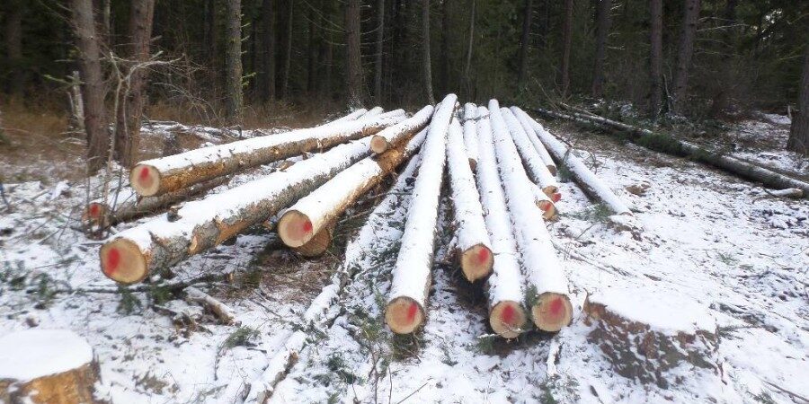 Rosalyn Timber Harvest 5