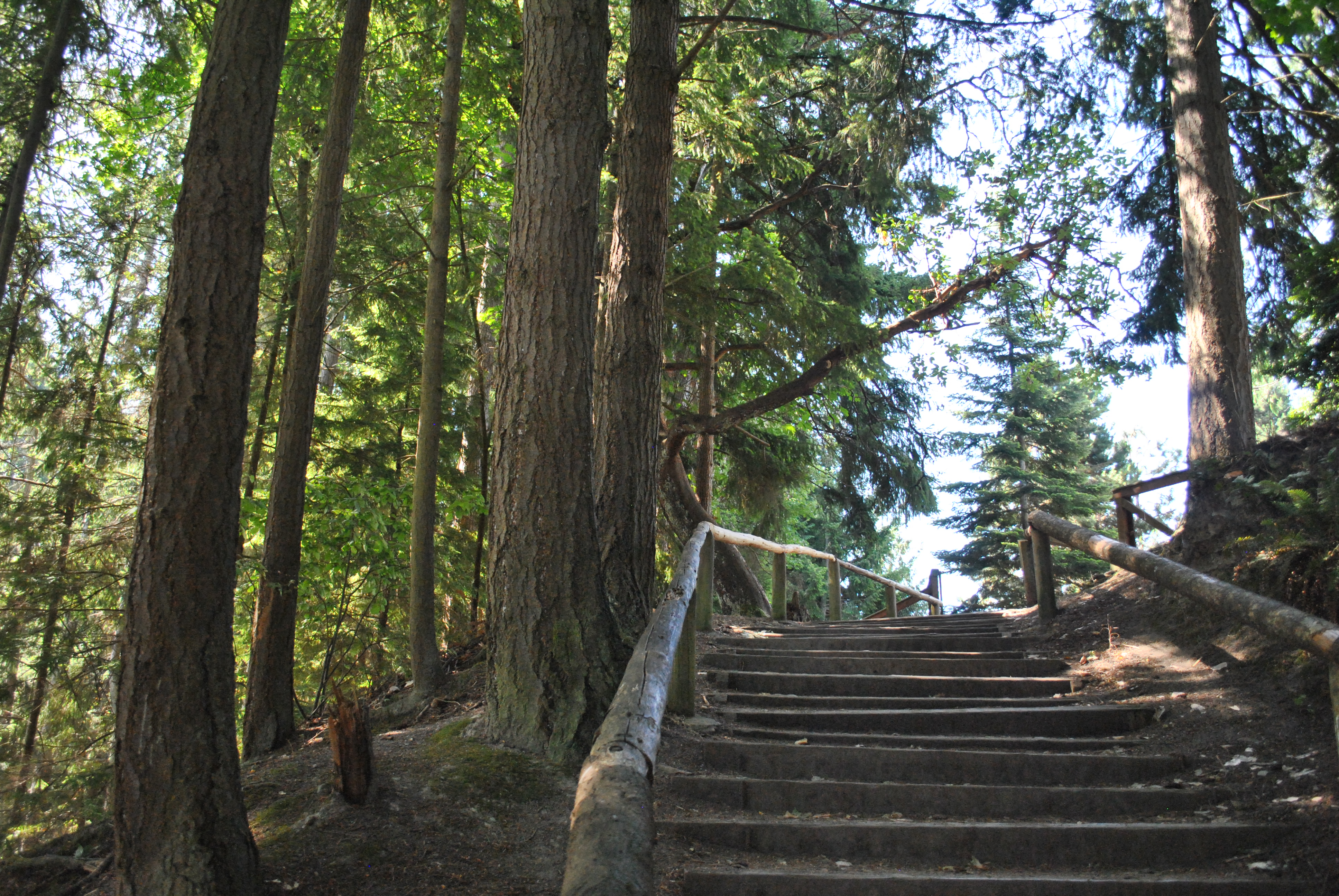 are dogs allowed at point defiance park