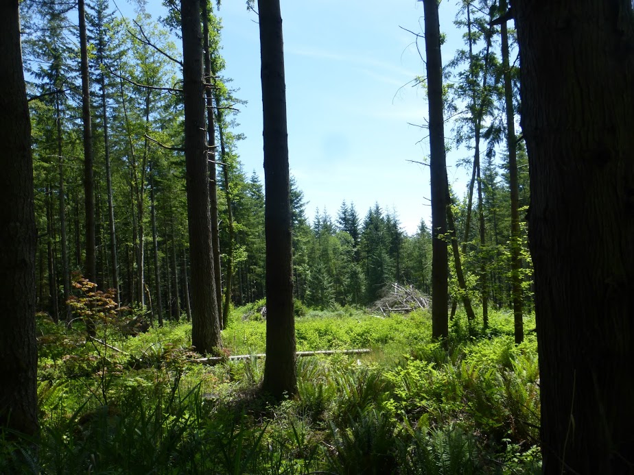 The meadow-like area and the habitat pile on the Janicki property