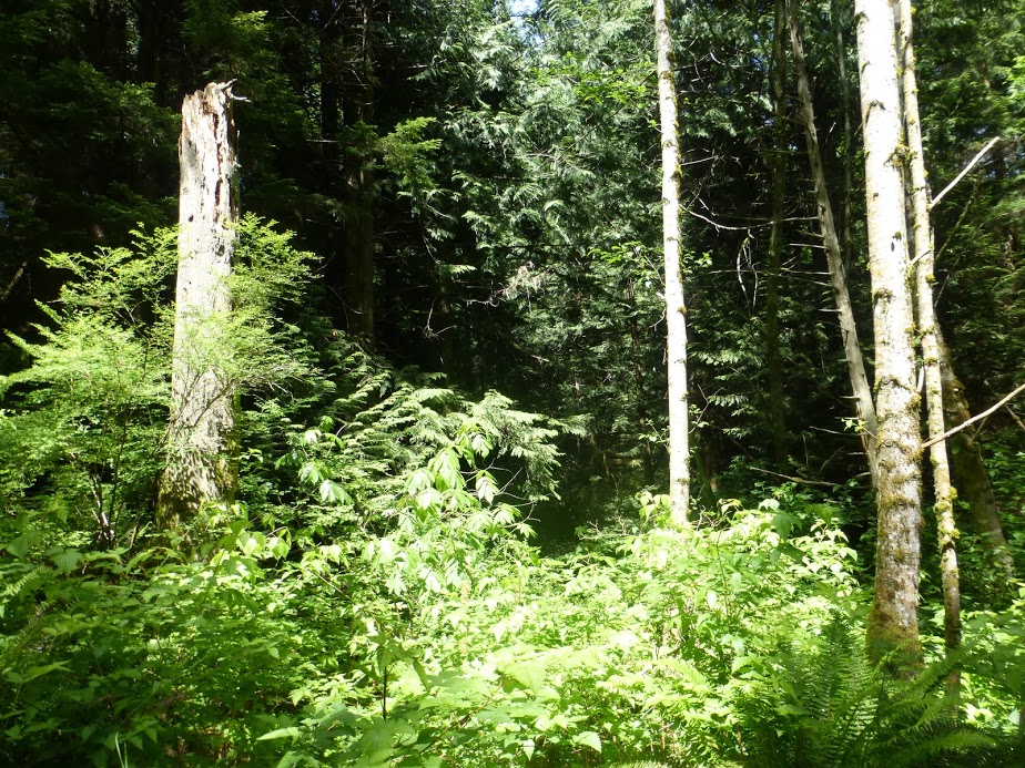 A good example of a wildlife snag