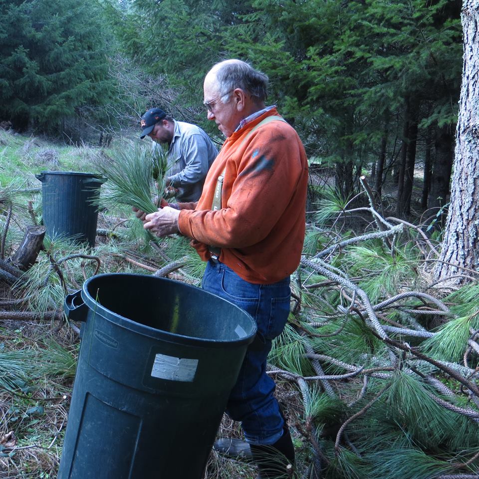 Jim and his colleague collect Ponderosa pine boughs from a pruning project. The boughs will be distilled into essential oil. Photo courtesy of Oregon Woodland Cooperative.