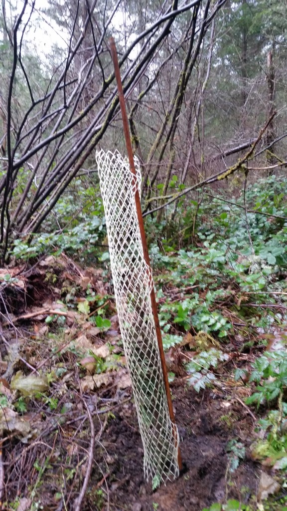 Cedar in a protective cage. The forest is home to lots of elk and deer: where the cages were removed, the cedar had been browsed.