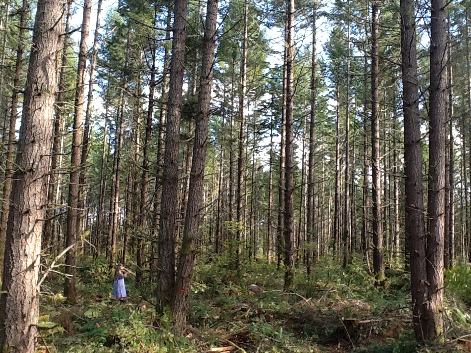 Lemkuhl Family Forest