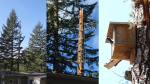 The Taylors created a snag that provides ample habitat. A pair of tree swallows already calls this prize real estate home!