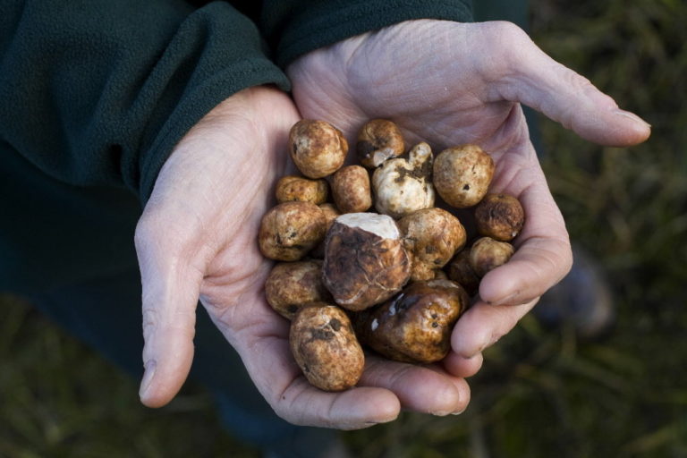 do truffles grow in wisconsin 4. Truffle Farm Refusal and Contacting Mycologists in Wisconsin