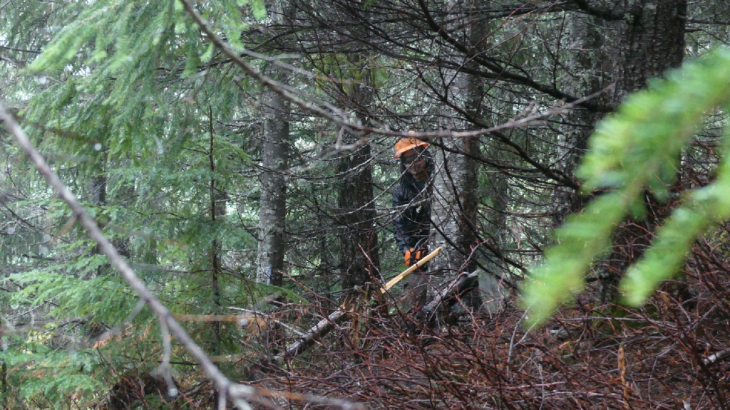 A member of the thinning crew hand fells a fir in a thick patch of forest that's being used in a climate adaptation project.