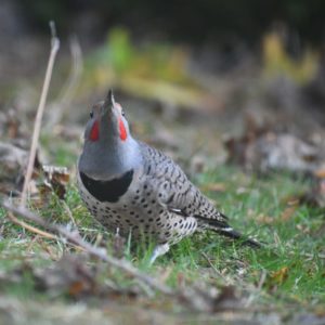 A northern flicker captured on camera in Whatcom County.