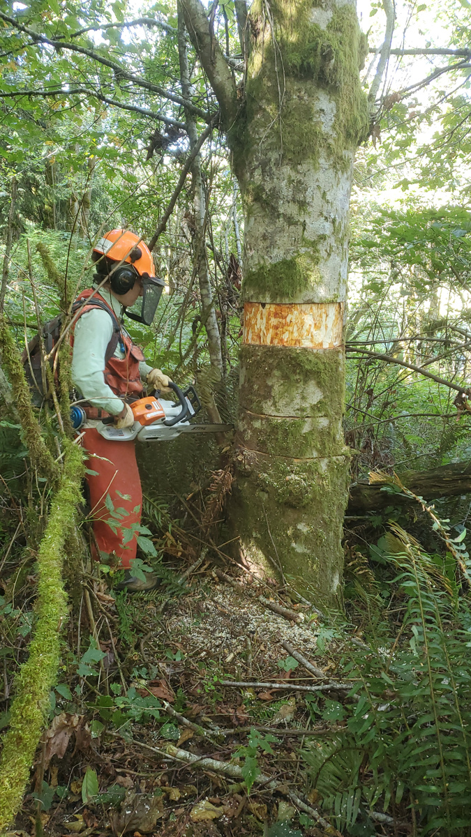 In a ring girdled plant: - NEETLab